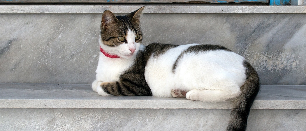 Top 10 Griekse kattennamen