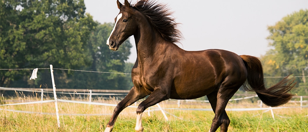 geschikte Nederlandse paardennamen