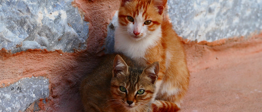 overzicht griekse kattennamen