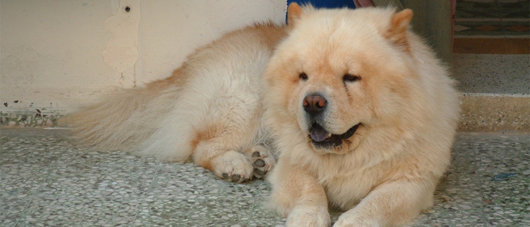 top 10 Griekse hondennamen