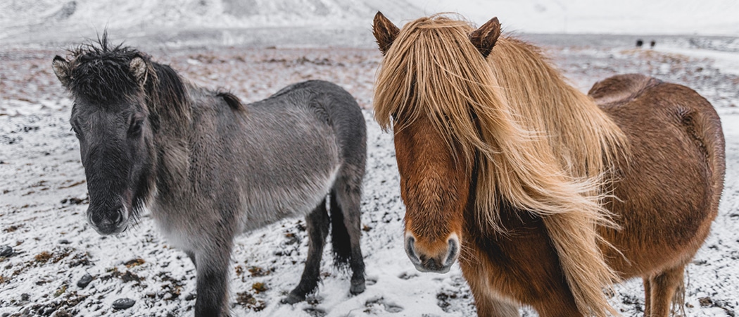 top 10 Ijslandse paardennamen