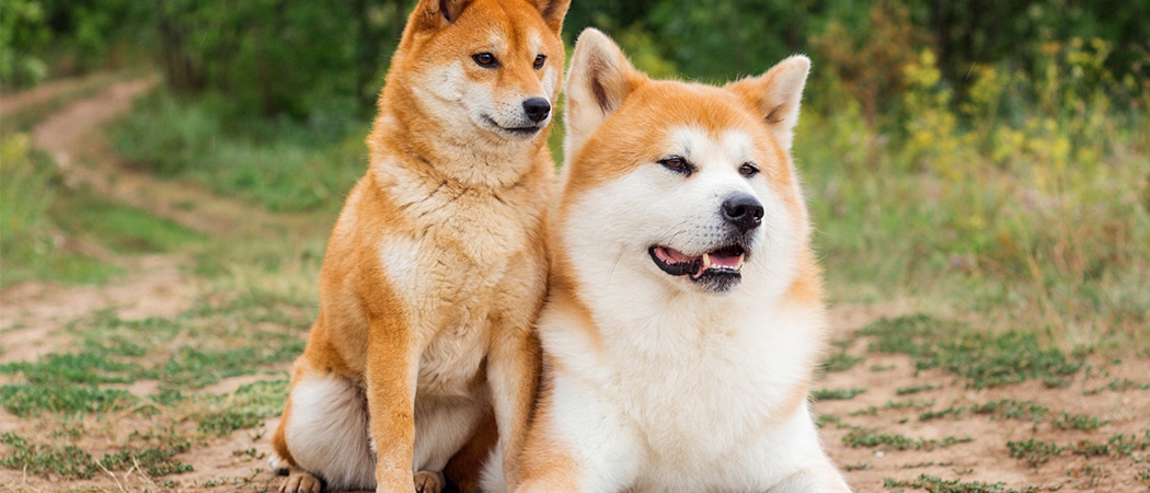 top 10 Japanse hondennamen