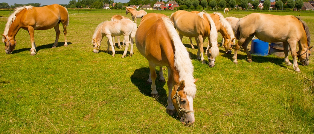 top 10 Nederlandse paardennamen