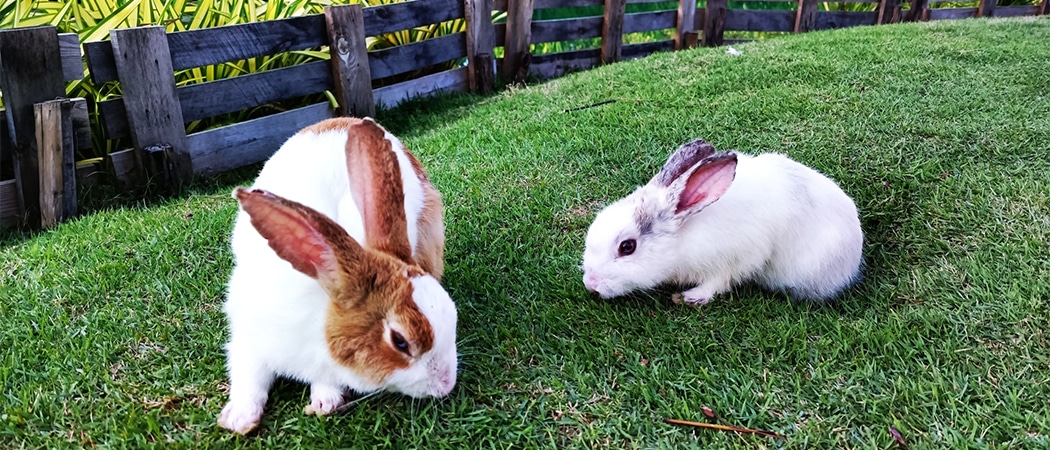 top 10 duo konijnennamen