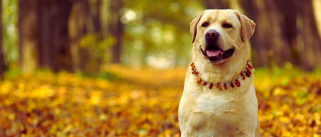 Labrador Labrador