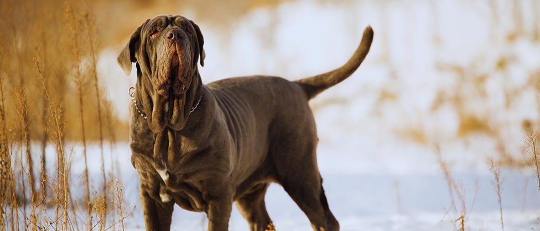 Mastino Napoletano Mastino Napoletano