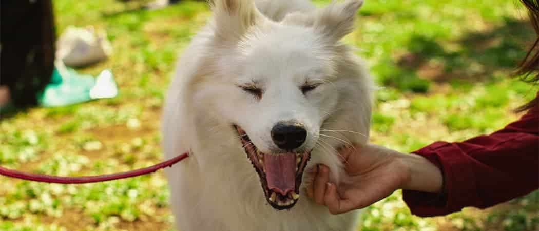 Amerikaanse Eskimohond Amerikaanse Eskimohond
