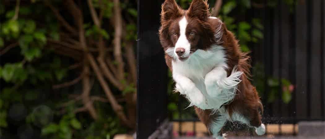 Border Collie Border Collie