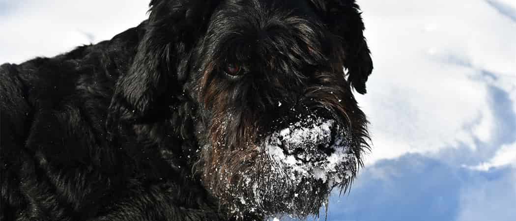 Bouvier des Flandres Bouvier des Flandres