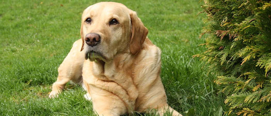 Labrador Retriever Labrador Retriever