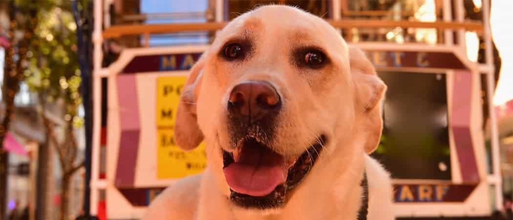 Labrador Retriever Labrador Retriever