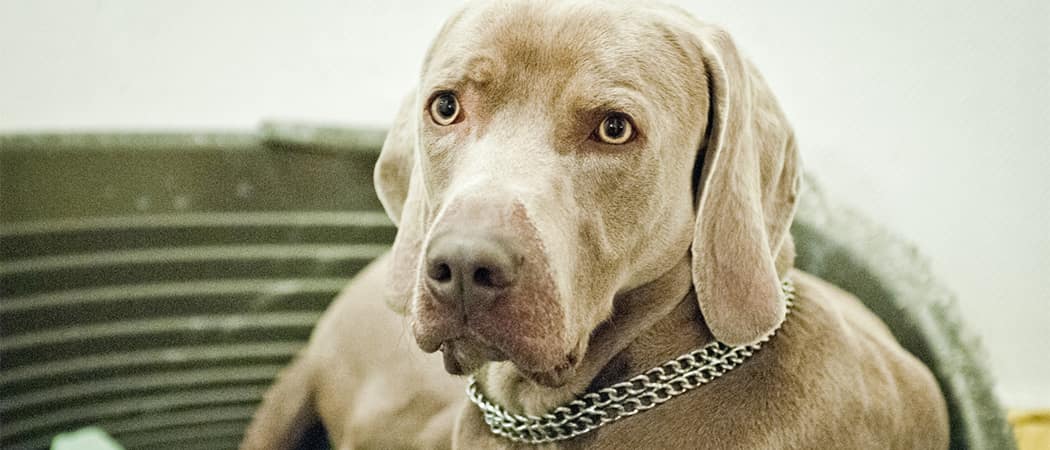 Weimaraner Weimaraner