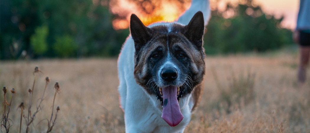 Akita Akita
