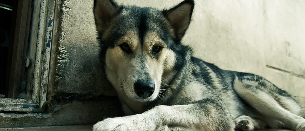 Alaska Malamute.png Alaska Malamute