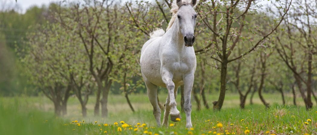 Andalusische Paard
