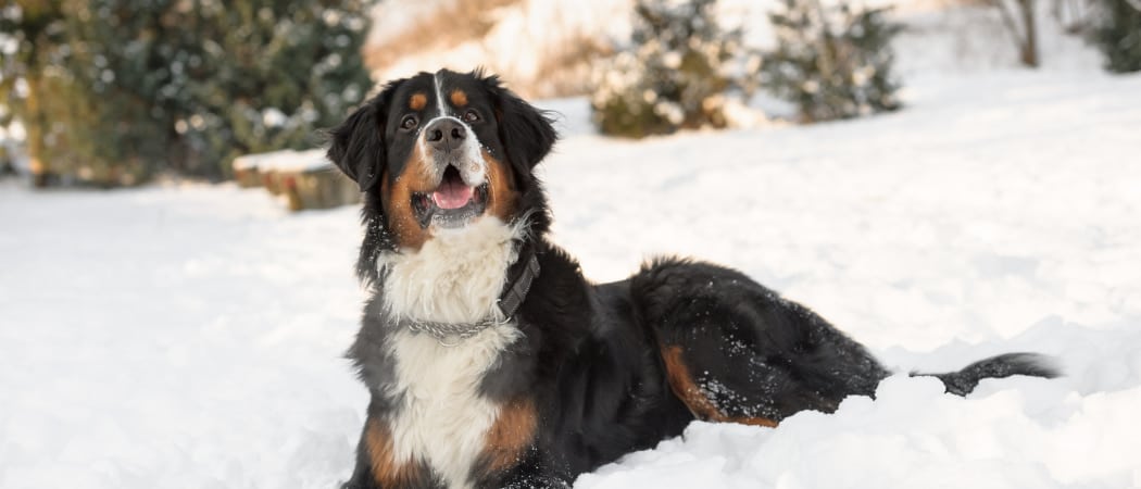 Berner Sennenhond Berner Sennenhond