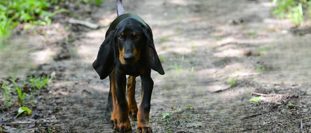 Black and Tan Coonhound.png Black and Tan Coonhound