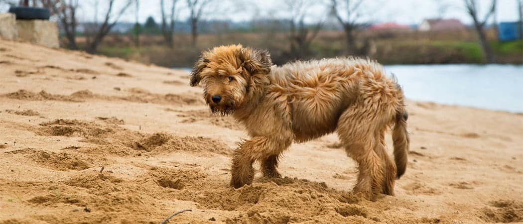 Briard.png Briard