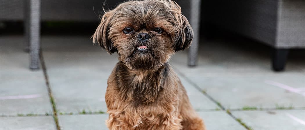 Brussels Griffon.png Brussels Griffon