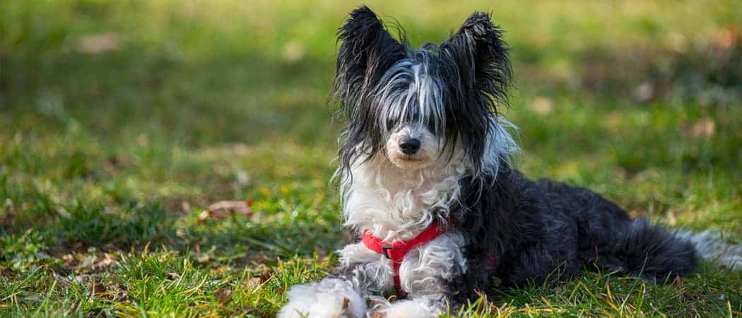 Chinese Kuifhond Chinese Kuifhond