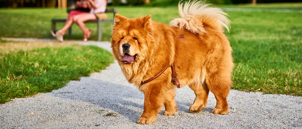 Chow Chow Chow Chow