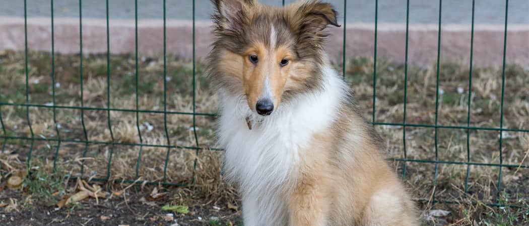 Collie.png Collie
