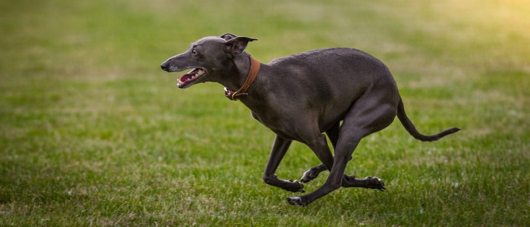 De Greyhound is een van de oudste hondenrassen ter wereld