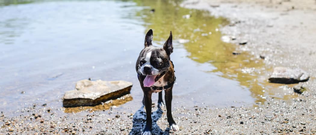 De verzorging van een Boston Terrier is vrij eenvoudig in vergelijking met andere rassen