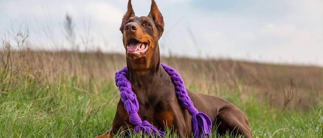 Dobermann Dobermann
