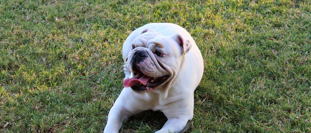 Engelse Bulldog Engelse Bulldog