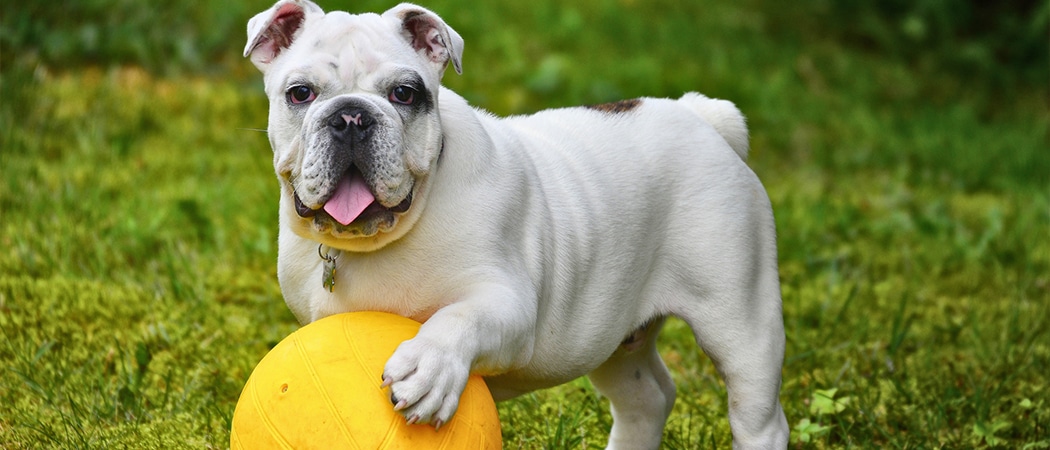 Engelse Bulldog Engelse Bulldog