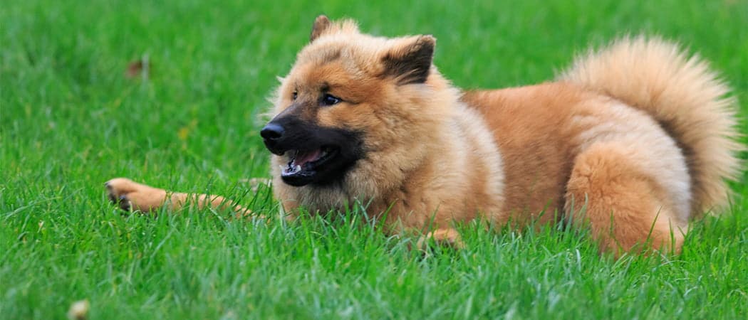 Eurasier.png Eurasier