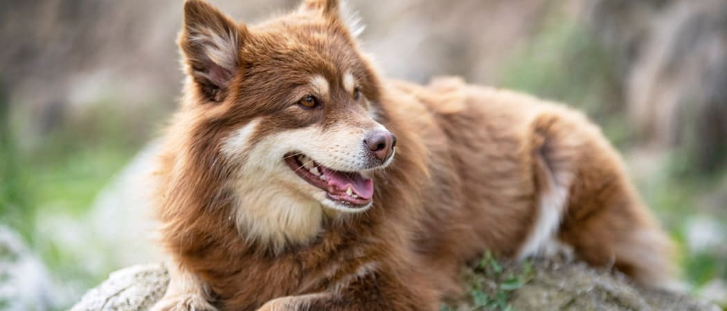 Finnish Lapphund.png Finnish Lapphund