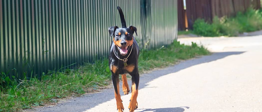 German Pinscher.png German Pinscher