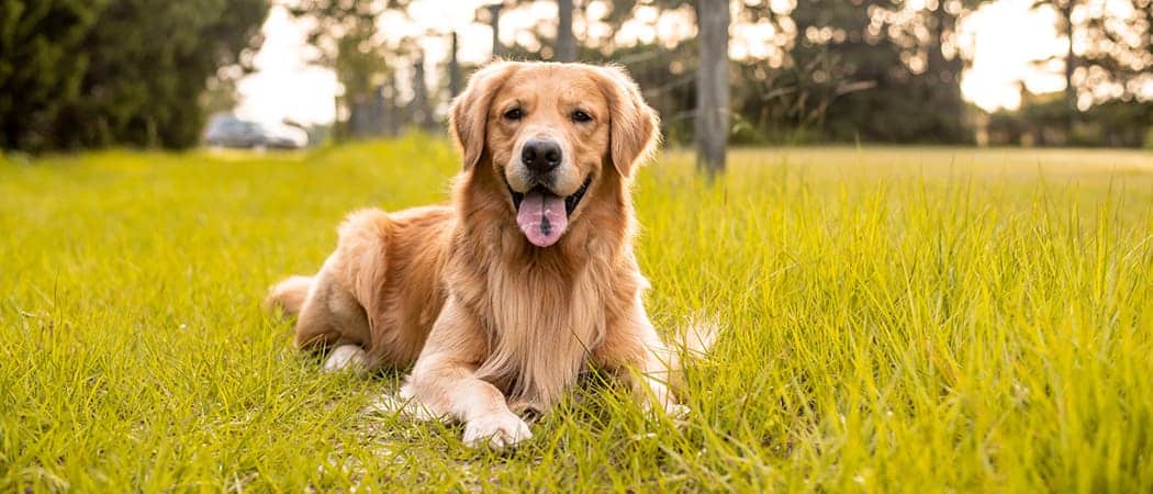 Golden Retriever.png Golden Retriever