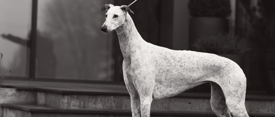 Greyhounds hebben een dunne vacht en dunne huid