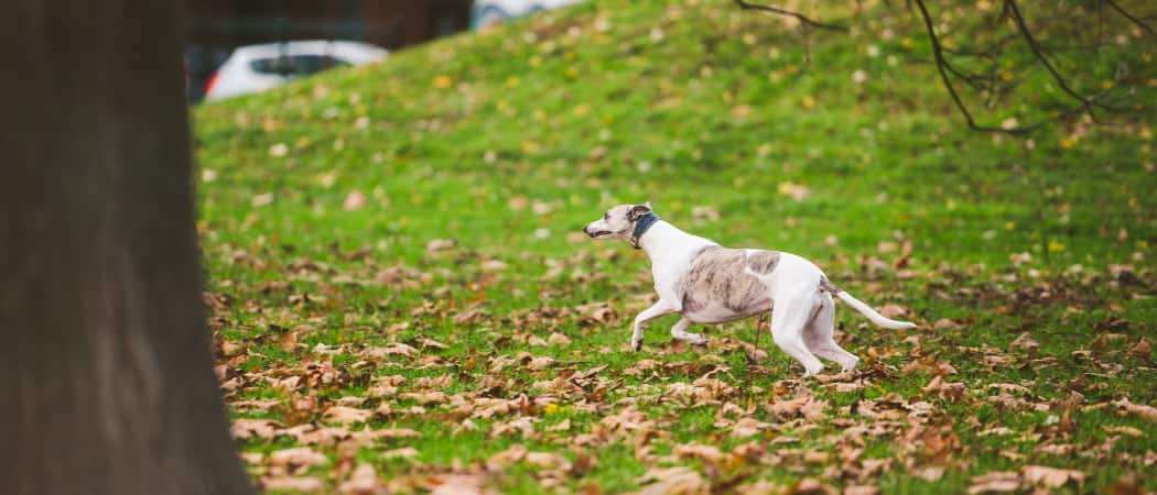 Greyhounds zijn intelligent en leren snel