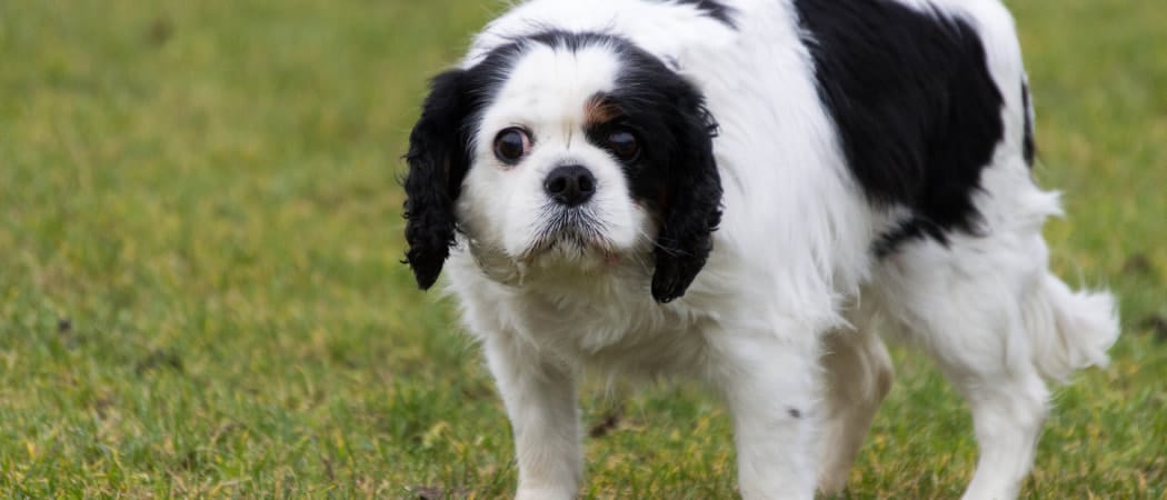 Het voeren van een Cavalier moet zorgvuldig worden overwogen Het voeren van een Cavalier moet zorgvuldig worden overwogen