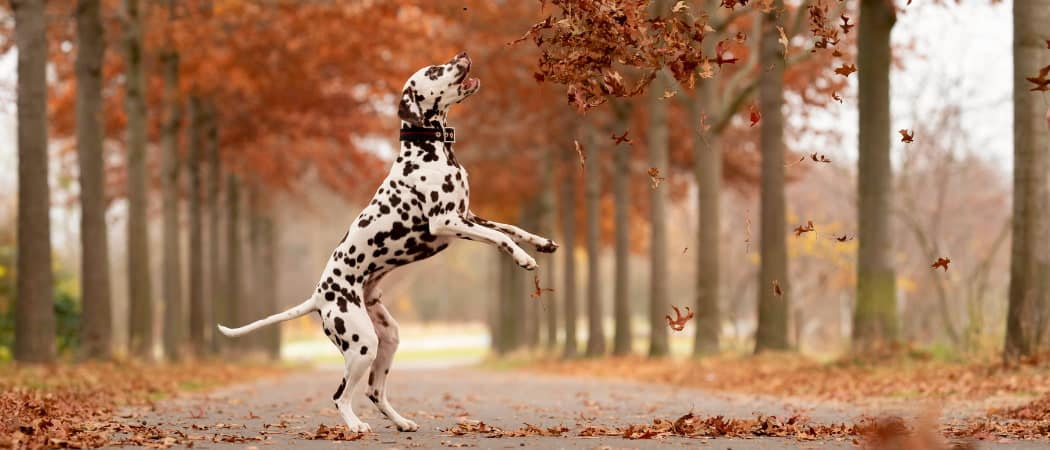 Hoewel de precieze oorsprong van de Dalmatiër onbekend blijft Hoewel de precieze oorsprong van de Dalmatiër onbekend blijft