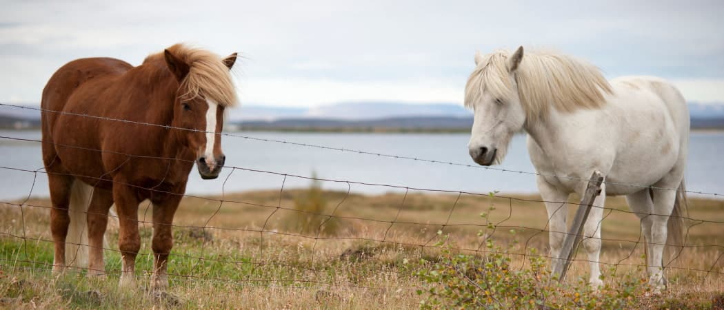 IJslands Paard