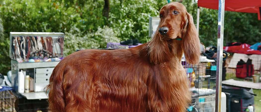 Ierse Setter Ierse Setter