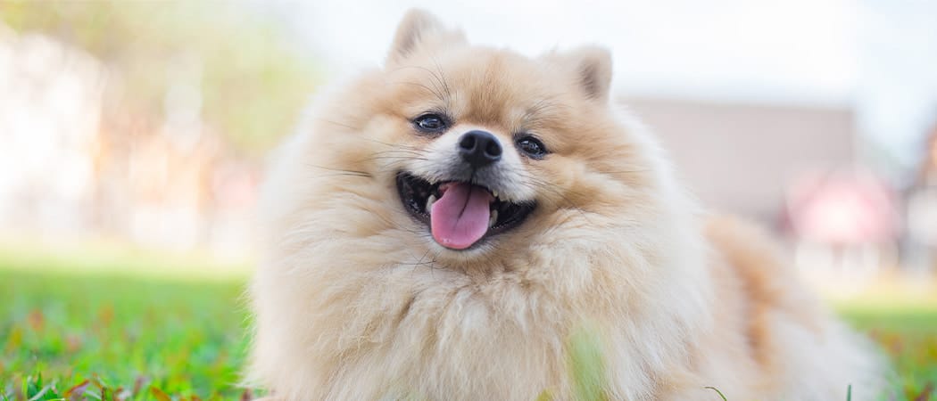 Pomeranian.png Pomeranian