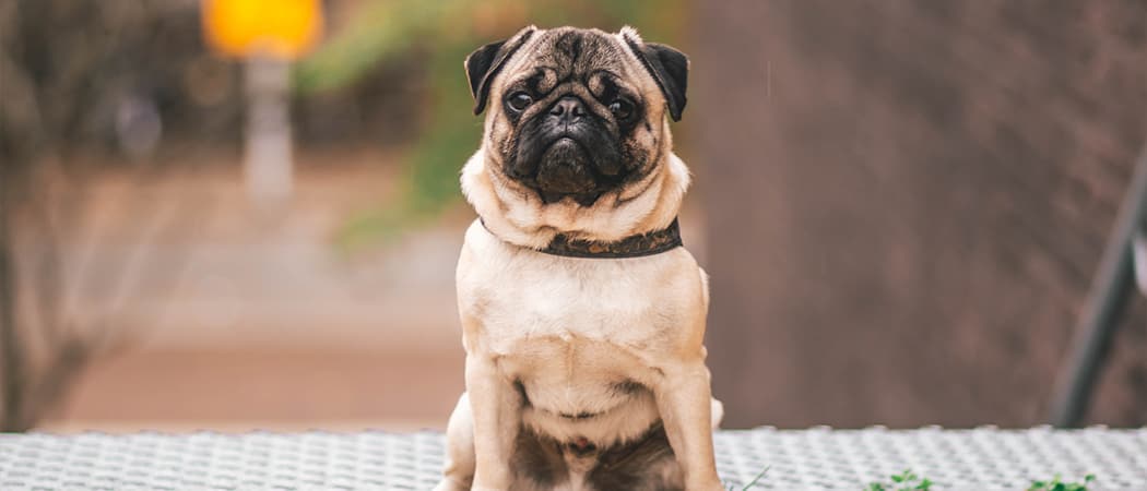 Pug (Mopshond) Pug (Mopshond)