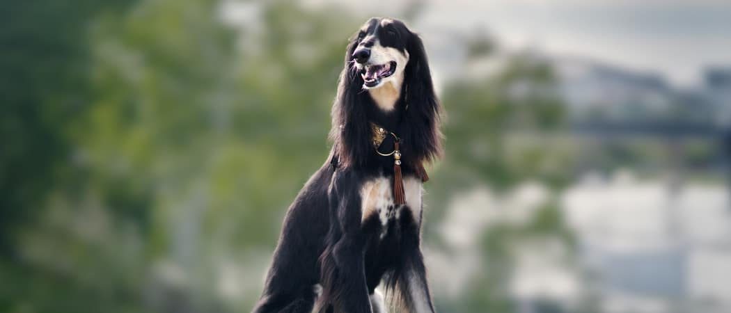 Saluki Saluki