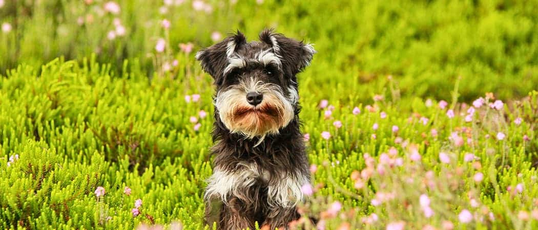 Schnauzer Schnauzer