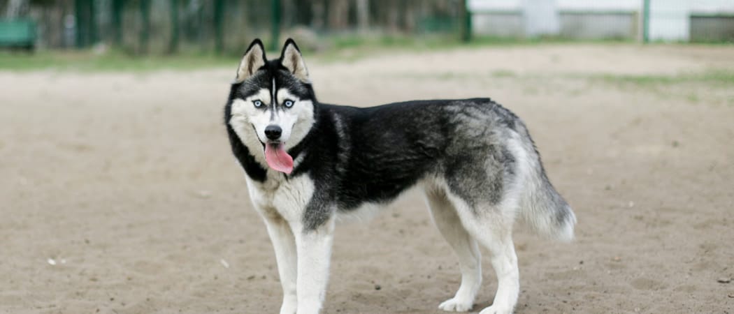 Siberische Husky Siberische Husky