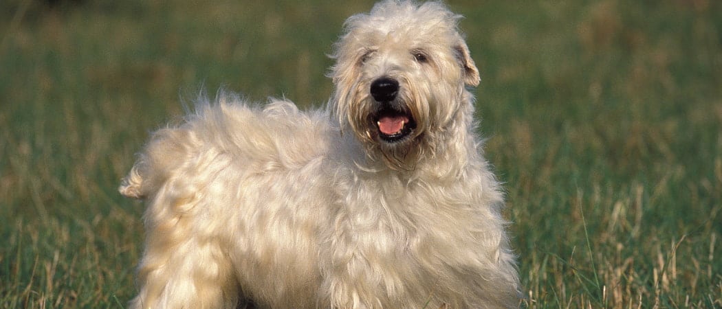 Soft Coated Wheaten Terriër Soft Coated Wheaten Terriër