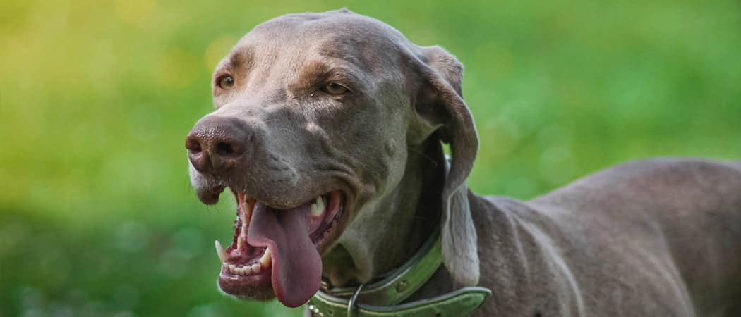 Weimaraner Weimaraner