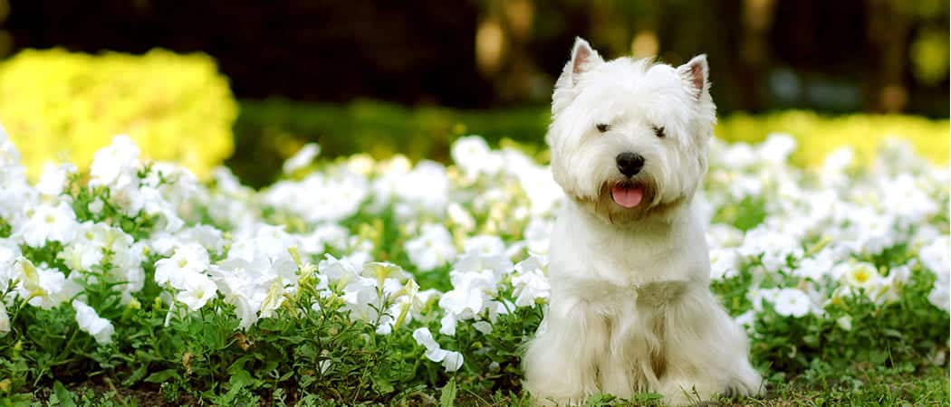 West Highland White Terrier.png West Highland White Terrier