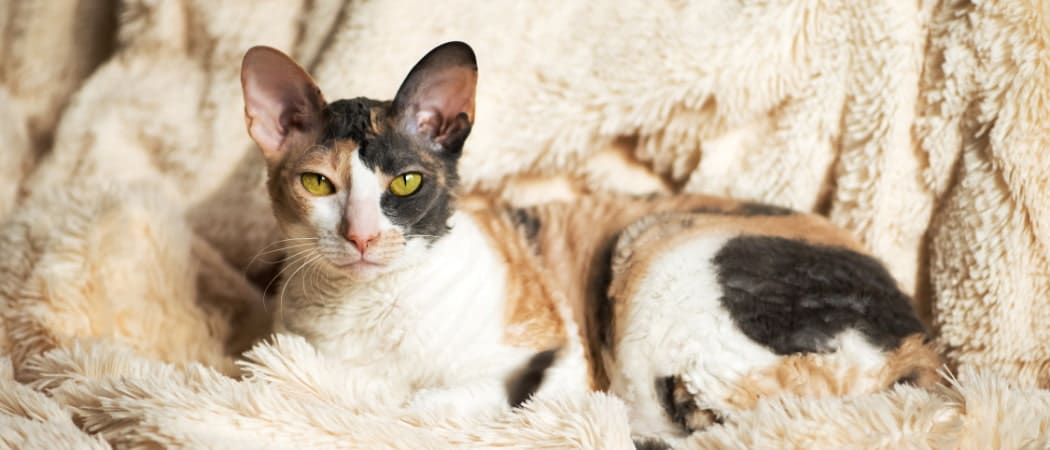 Cornish Rex Cornish Rex